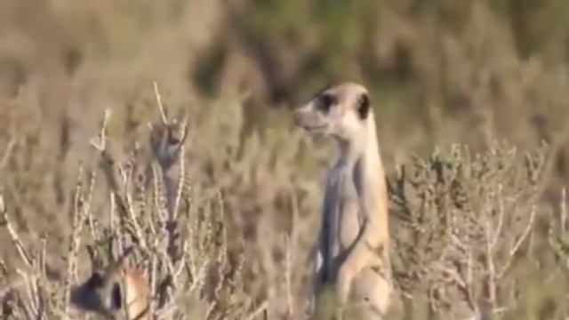 Why Mongoose And Snake Are Enemies..? смотреть онлайн