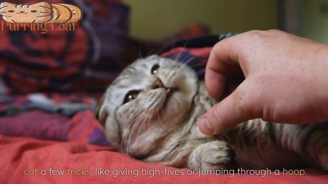 4 Ways to Tell Your Cat "I Love You!" смотреть онлайн