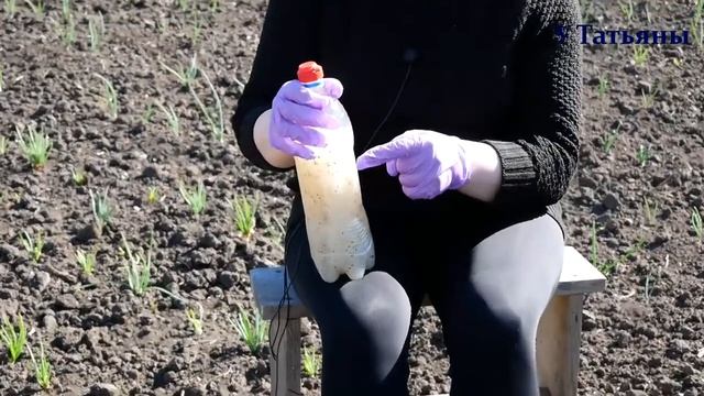 А ТЫ пробовал на своем участке сажать КИСЕЛЬ? Правда удобно и экономно? смотреть онлайн