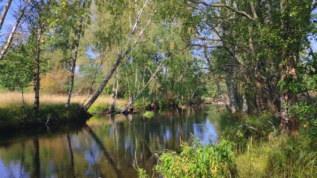 Calm Forest River And Birdsong. Relaxing Sounds Of Nature 1 Hour