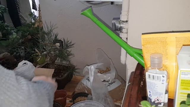 Iniciando Juniperos Cupressus Macrocarpa como Prebonsai смотреть онлайн