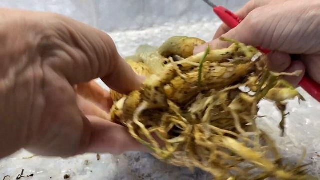 Формирование каудекса у адениума. Необходимость пересадки в зиму. 15 ноября 2023 г. смотреть онлайн