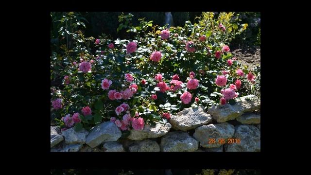 Les Quatre Saisons Rose смотреть онлайн