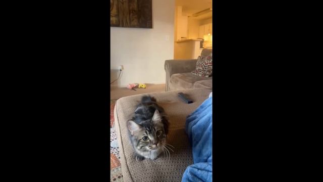 🤣 Наши Любимые Питомцы 🐈💕👍