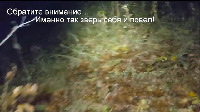 Поведение зверя после ранения.Охота с луком 2019 смотреть онлайн