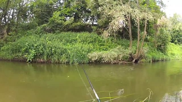 Голавль в Московской области смотреть онлайн