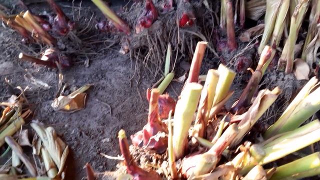 Способ хранения Канн. Осень 2022 Херсонская область. смотреть онлайн