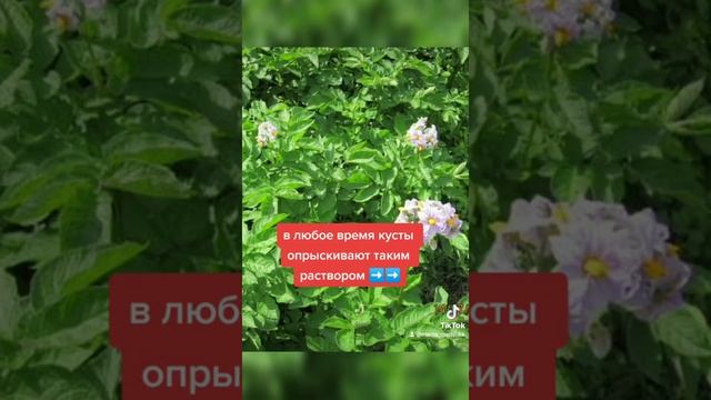 лечение и профилактика фитофтора картофеля смотреть онлайн