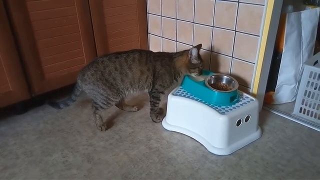 Кошка ест суп