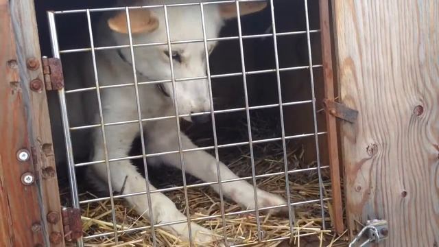 Гонки на собачьих упряжках смотреть онлайн