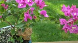 Посадка и пересадка Бугенвиллии. Какой грунт и горшок нужен растению.
