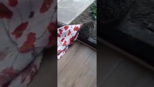 Ежик готовится к зиме смотреть онлайн