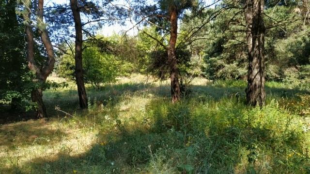 Онлайн прогулка в летний лес. Природа. Отдых. Позитив смотреть онлайн