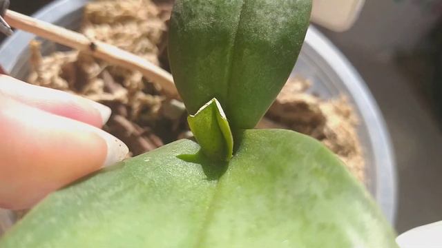 Хорошие новости у Дасти Бэль деточек.🍀 смотреть онлайн