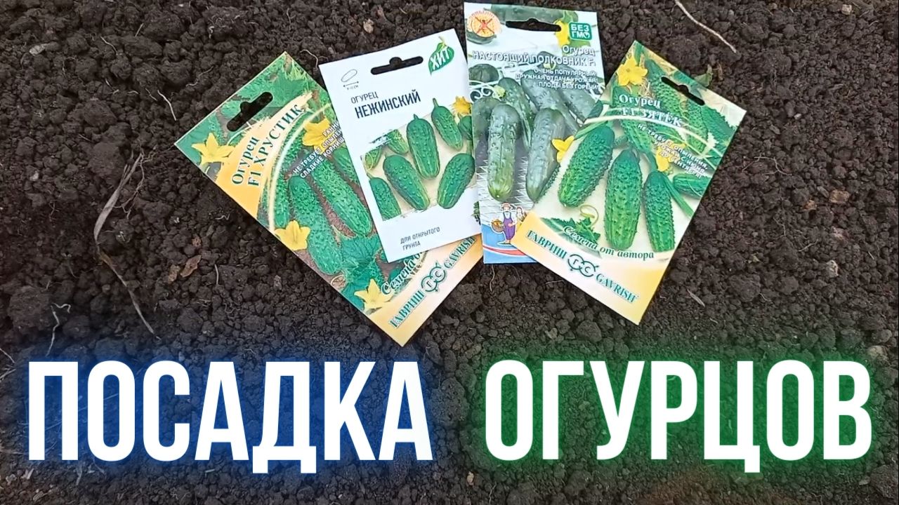 Посадка огурцов в теплице смотреть онлайн