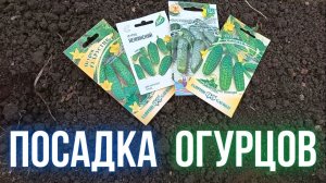 Посадка огурцов в теплице