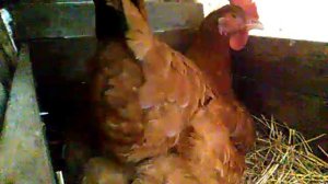 Как курица сносит яйцо,.