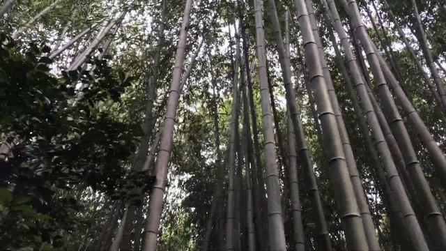 2021年8月25日(水)夏の終わりの京都嵐山? Kyoto Arashiyama at the end of summer смотреть онлайн