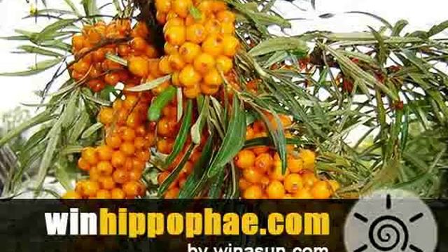 Hippophae by Winasun смотреть онлайн