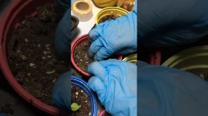 Цветок Агератум.Как легко вырастить Агератум без пикировки. Пересадка Агератум.