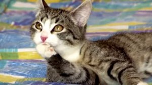 (чёрный кот)ТОП 5 вампиров снятых на камеру!