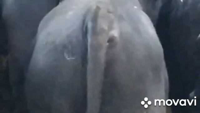 порода абердин Ангус подготовка на карантин экспорт Таджикистане смотреть онлайн