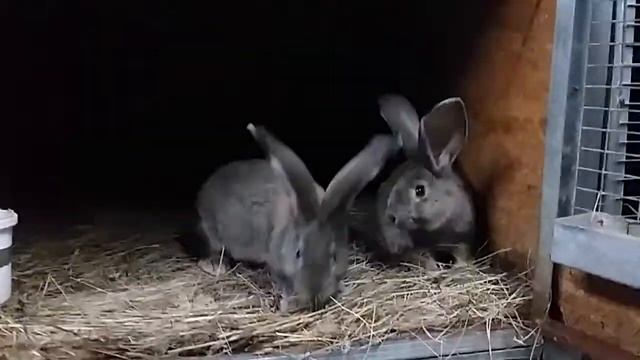 Бельгийский великан (Фландр) возраст 2 месяца смотреть онлайн