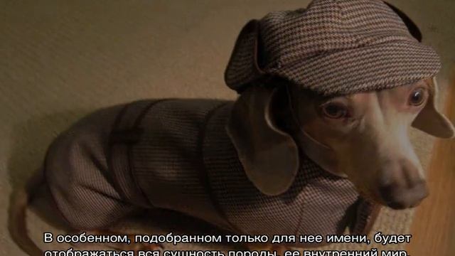 Имя для таксы мальчика и девочки: как назвать смотреть онлайн
