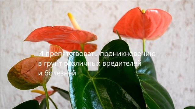 Мох сфагнум и антуриумы смотреть онлайн