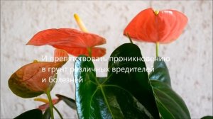 Мох сфагнум и антуриумы