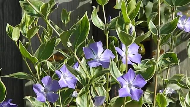 Vinca major Variegata смотреть онлайн