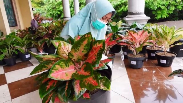 Menawarkan Aneka Tanaman Hias Istimewa, Aglonema Menor Mempesona Rawatan Lama смотреть онлайн