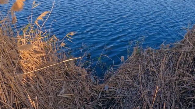 РЫБАЛКА НА СПИННИНГ. Ловля на заросшем озере. В поисках клевого места. смотреть онлайн