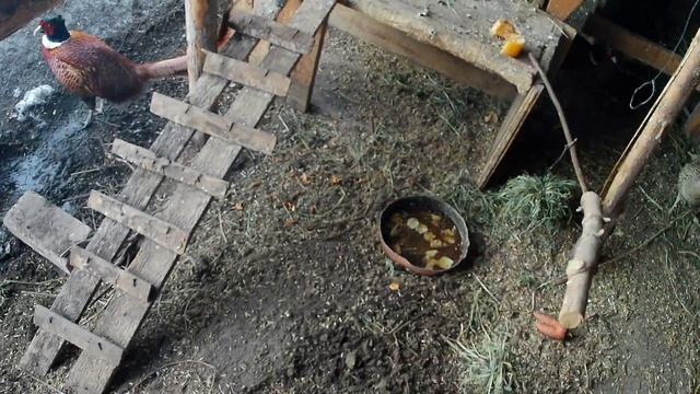 Вольер с фазанами. Чем кормить фазанов в домашних условиях смотреть онлайн