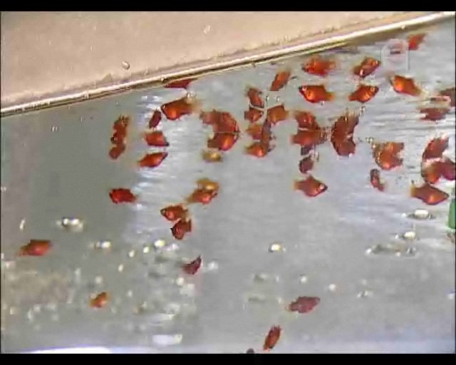 Как кормить аквариумных рыб ? смотреть онлайн