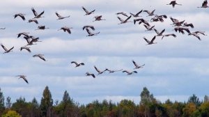 Журавли Песня на стихи Николая Рубцова