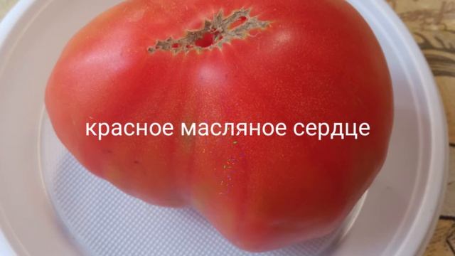 Ларискино сердце, Любящее сердце и другие самые вкусные и урожайные томаты смотреть онлайн