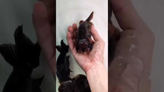 #ranchu #fishkeepers смотреть онлайн