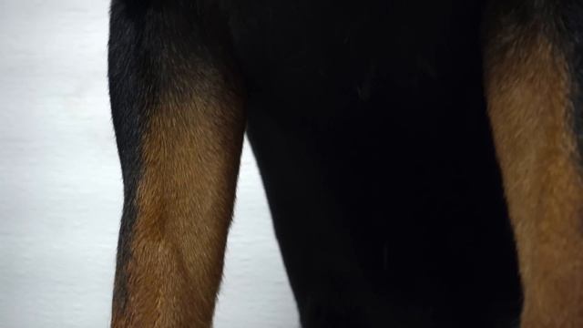 Huge Rottweiler Angry About His Nail Clip