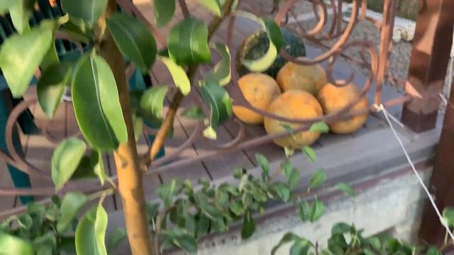 Груша Конкорд и Ноябрьская (Ксения) смотреть онлайн