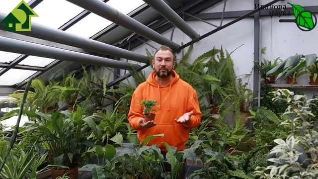 КРЕПКИЕ ВСХОДЫ СЕМЯН БЕЗ ЧЕРНОЙ НОЖКИ И МУШЕК! КАЛАНХОЭ - чудесный помощник в огороде! смотреть онлайн