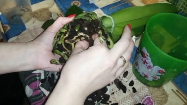 Когда и как пересадить орхидею смотреть онлайн