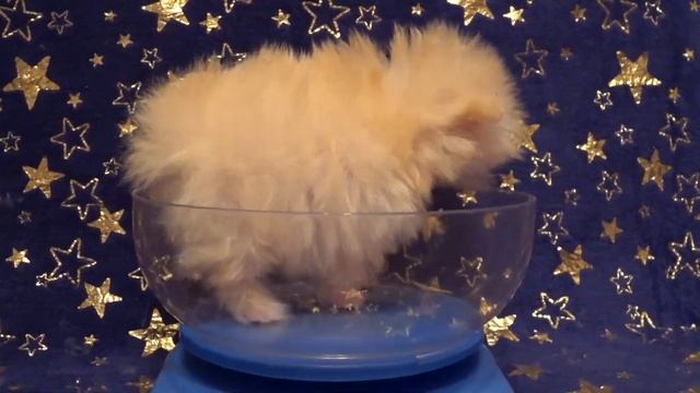 Супер мини шпиц померанский/Сколько весит малыш/Мини ребенок кушает/Micro spitz! смотреть онлайн
