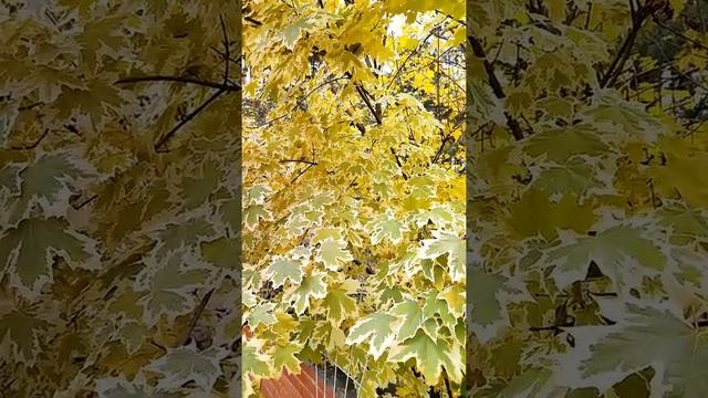 Клён "Друммонди" осенью. смотреть онлайн