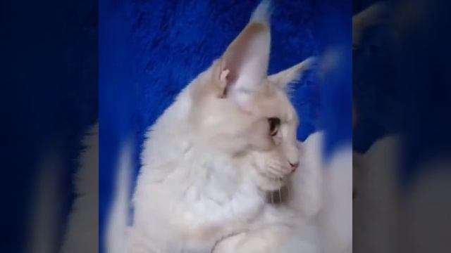 Kenzo Vorkun 6 мес смотреть онлайн