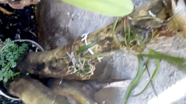 Orquidea Ionopsis paniculata смотреть онлайн