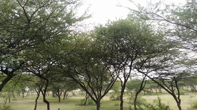 Forest | Acacia Forest #forest #birdsounds смотреть онлайн