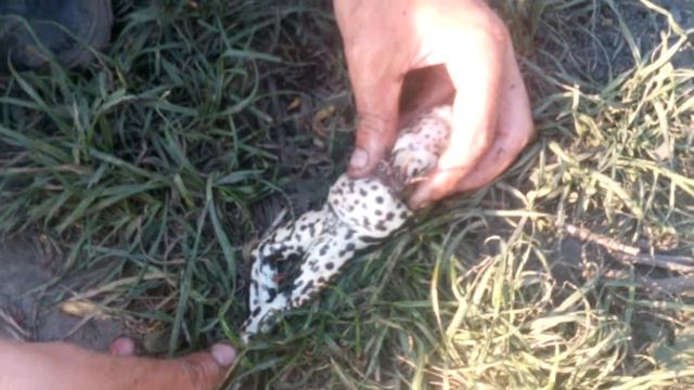 Гипноз жабы