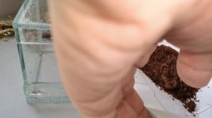 ПАУК СКАКУН содержание В ДОМАШНИХ УСЛОВИЯХ