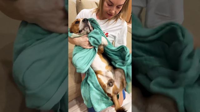 С лёгким паром и нас и вас🥰 #бигльфарадэй #бигль #beagle #фарадэй #ромавика смотреть онлайн